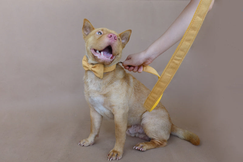 Adjustable Dog Collar – Durable Pet Neck Strap