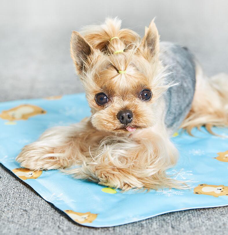 Pet Cooling Ice Mat – Summer Cooling Cat & Dog Mat